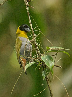 Nelicourvi weaver