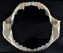 Notorynchus cepedianus jaws