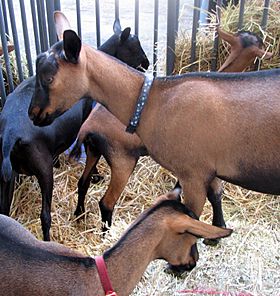 some brown goats with black faces