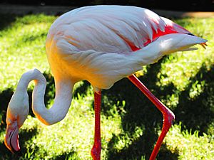 Old Greater Flamingo Adelaide Zoo dailyshoot