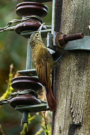 Olive-backed Woodcreeper - Ecuador S4E3621 (16568144480).jpg