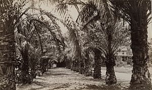 On Hollister's ranch, Santa Barbara Calif. Date palms which bear fine fruit (19934388330)