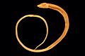 OphisternonCandidHolotype