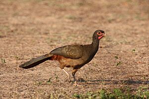 Ortalis canicollis -Mato Grosso do Sul, Brazil-8.jpg