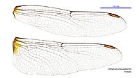 Orthetrum villosovittatum female wings (34928562611)
