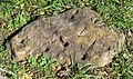 Rock with two straight grooves and several pecked holes