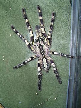 P regalis.JPG