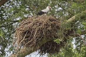 Palm nut vulture (Gypohierax angolensis) on nest