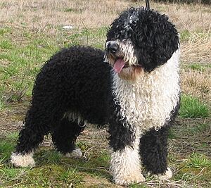 a long-haired black-and-white dog