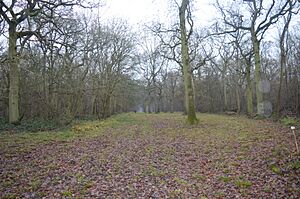 Perry West Wood 3