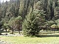 Picea chihuahuana Guanacevi