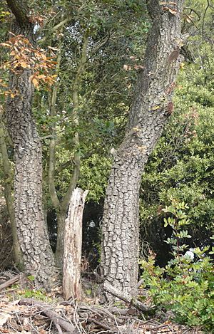 Quercus cerrioides tronc.jpg