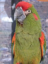 Red-fronted Macaw Ara rubrogenys National Aviary 2112px.jpg