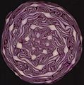 Red Cabbage cross section showing spirals