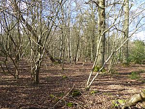 Redhill Wood (1).jpg