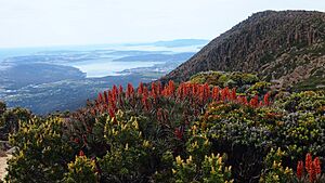 Richea scoparia (23098905232)