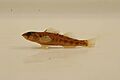 River darter