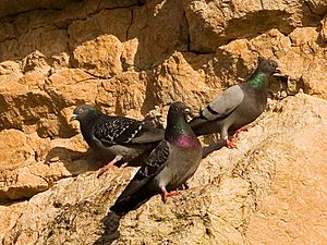 Rock pigeons on cliffs