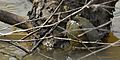 Sabine Map Turtle (Graptemys sabinensis) Orange Co. Texas. photo W. L. Farr