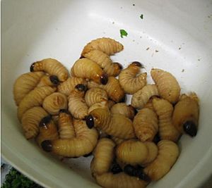 Sago grub Rhynchophorus ferrugineus larva.JPG