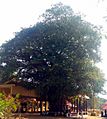 Sarkaradevi Temple Ficus Tree