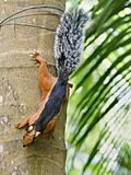 Sciurus variegatoides atrirufus (descending)