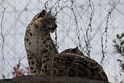 Snow Leopards at the Toledo Zoo.jpg