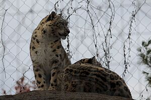 Snow Leopards at the Toledo Zoo