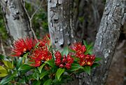 Southern-Rata-Auckland-Islands