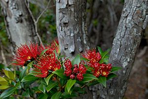 Southern-Rata-Auckland-Islands