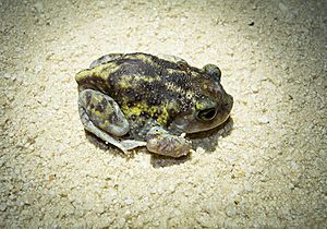 Southern Spadefoot toad, florida