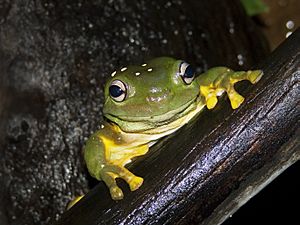 Splendid tree frog