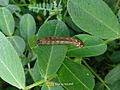 Spodoptera litura late instar caterpillar