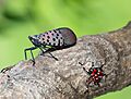 Spotted Lantern-fly on Tree Branch