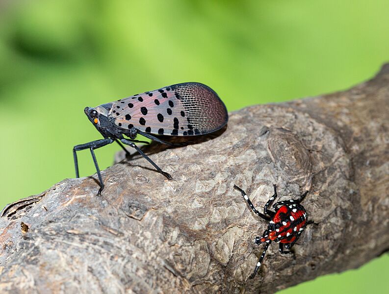 Spotted Lantern-fly on Tree Branch
