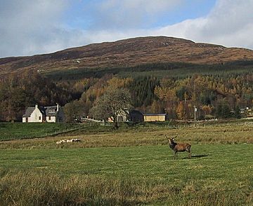 Stag at Tulloch Farm - geograph.org.uk - 16193.jpg
