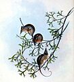 Tarsipes rostratus Gould 2