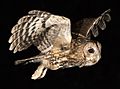 Tawny owl at night (42511916510)