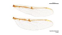 Telephlebia brevicauda female wings (34252060083)