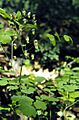 Thalictrum dioicum
