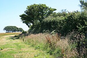 The Giant's Hedge, near Lanreath - geograph.org.uk - 1139260