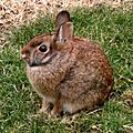 Tochtli-Rabbit-Conejo.jpg