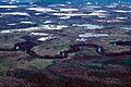 Treeless bogs interspersed with spruce
