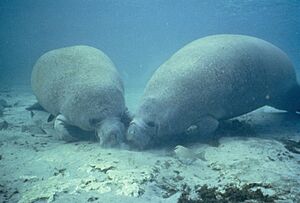 Two manatee rooting for food in bottom sand