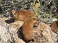 Twohyraxes