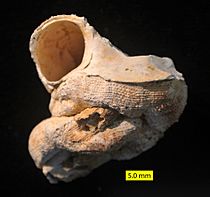 Vermetus Pliocene Cyprus aperture view
