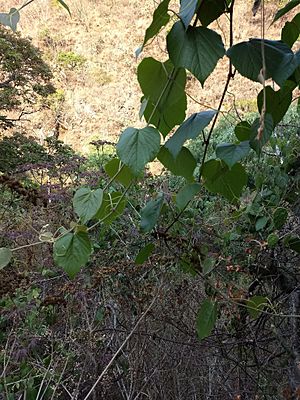 Vitis tiliifolia.jpg