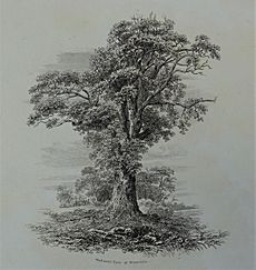 Wallace's Yew Tree, Elderslie. 1839