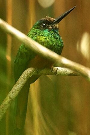 White-chinned Jacamar