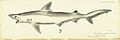 White. Carcharhinus coatesi (Whitley)